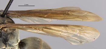 Media type: image;   Entomology 26703 Aspect: Wing, front
